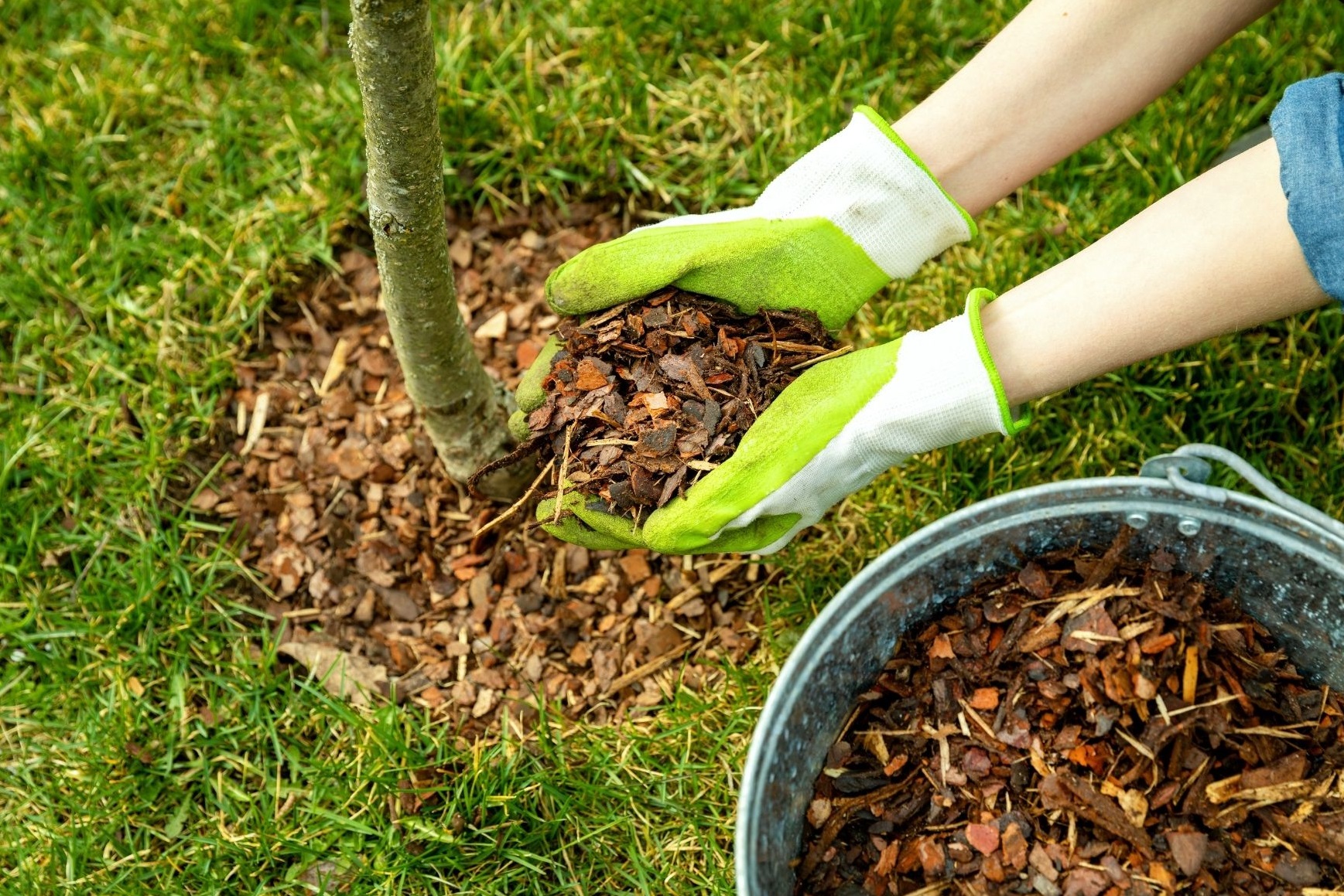 Paillage de broyat au pied d'un arbre